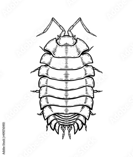 Woodlouse. Vector illustration in cartoon style on a white background.