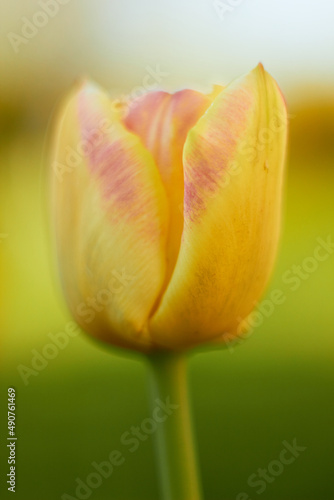 Tulip colorful yellow flower on a blurred background. Beauty of nature. Spring  youth  growth concept. 