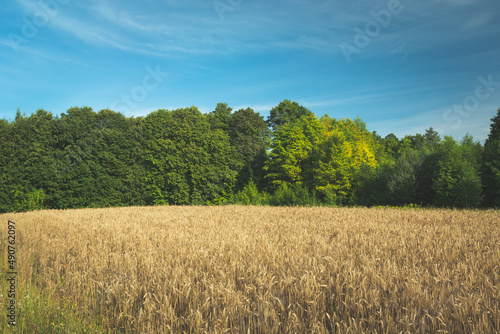 Green forest behind a grain field and blue sky