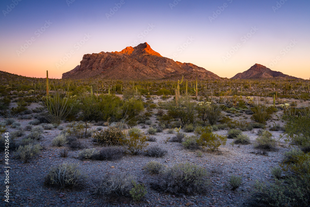 Organ Pipe Cactus National Monument, Arizona, America, USA.
