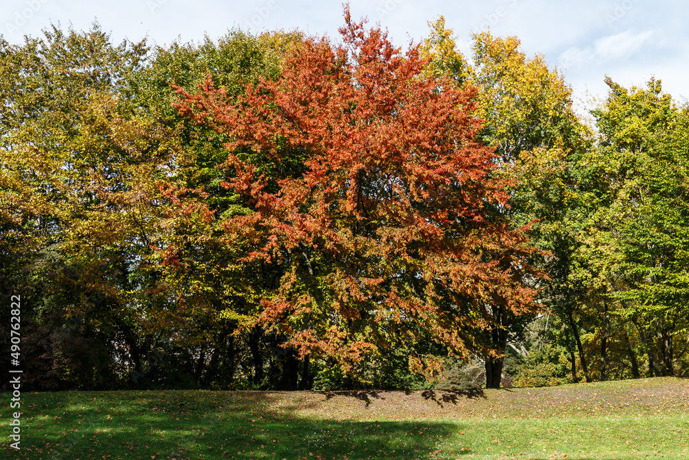 Naklejka premium Colorful beech tree in autumn woodland