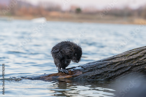 Nutria, auch Biberratte, Wasserratte oder Sumpfbiber genannt, leben in der Nähe von Wasser in selbst gegrabenen Erdhöhlen. Der aus Südamerika stammende, in Gruppen lebende Säuger ist eine invasive Art photo