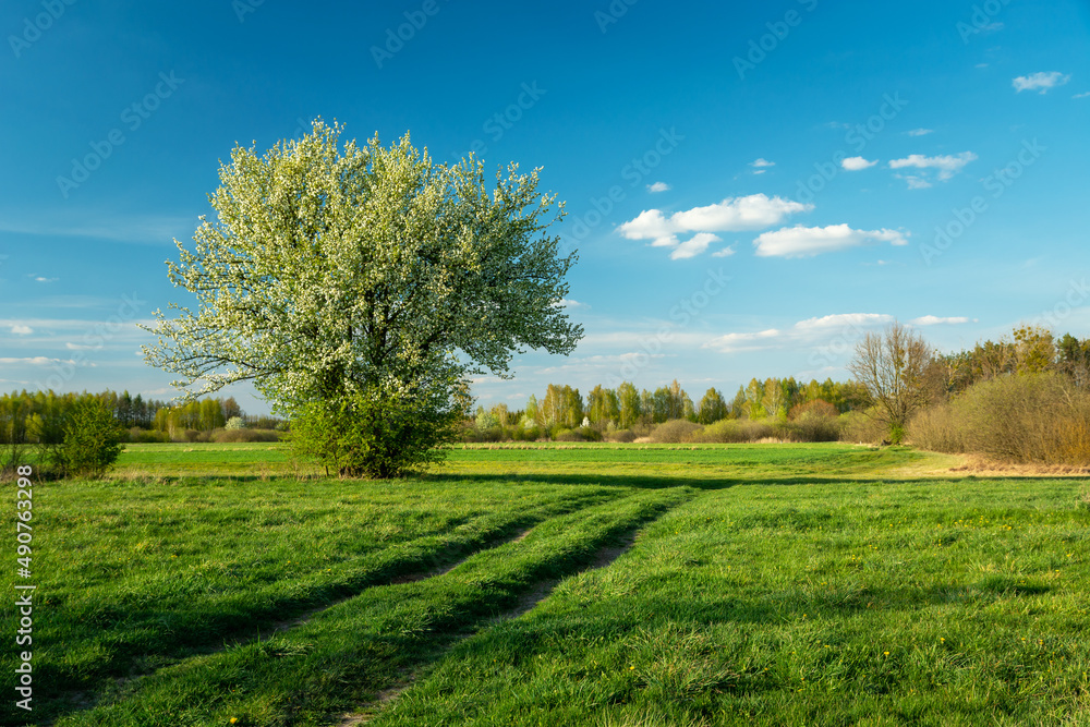 Blooming bush on a meadow with a dirt road, Nowiny, Poland