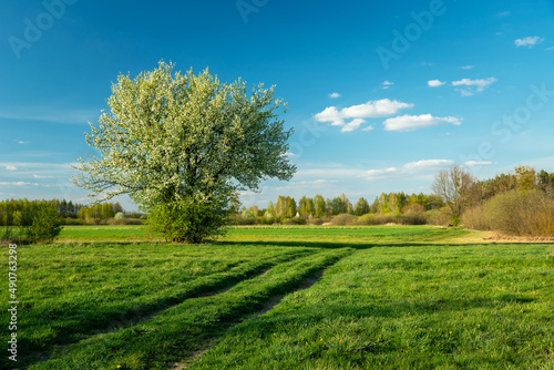 Blooming bush on a meadow with a dirt road, Nowiny, Poland © darekb22
