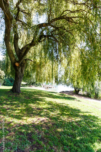 Picture of some trees in nature