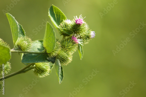 Foto Lesser burdock in bloom closeup view with green blurred background