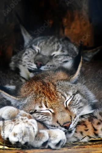 Two cute lynx lynx sleep close to each other