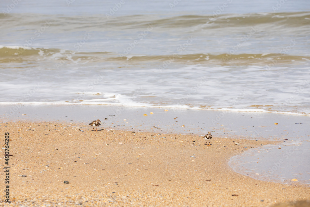 shorebirds in the sand