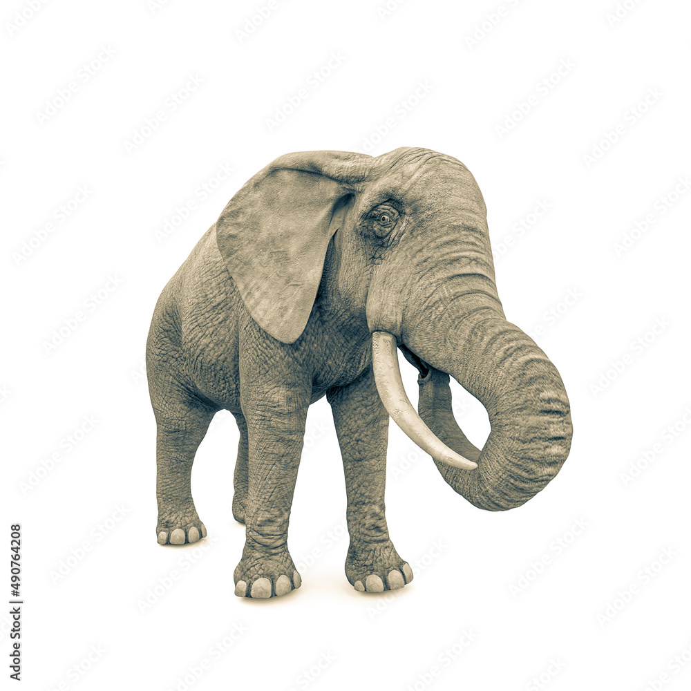 Obraz premium elephant is eating in white background