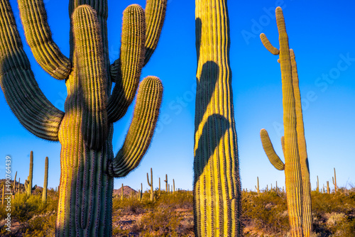 Organ Pipe Cactus National Monument, Arizona, America, USA. 