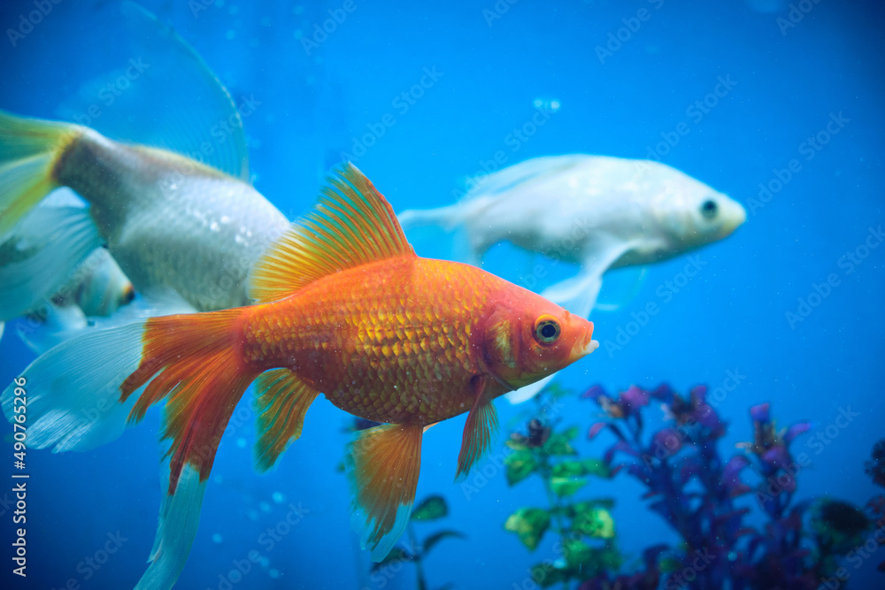 Goldfish and albinos in an aquarium with blue background. Goldfish and albinos in an aquarium with blue background.