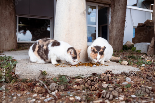 Straßenkatzen in Griechenland fressen Futter © Talitha