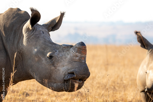 Dehorned White Rhino  South Africa