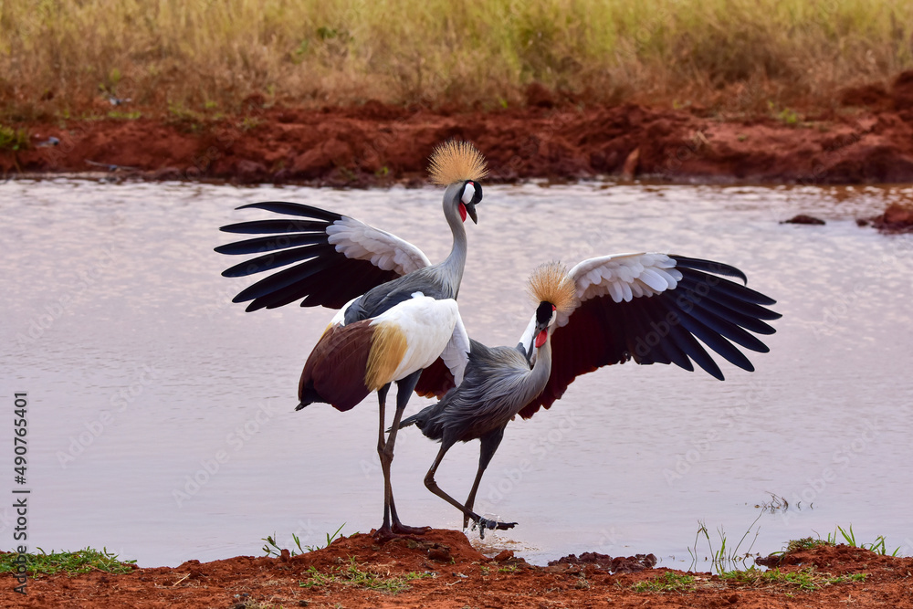Fototapeta premium Safari in the African savannah. Dance of two Grey Crowned Crane (Balearica regulorum).