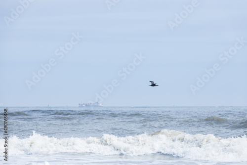 Cormorant flying over the ocean 