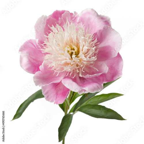 Delicate pink peony flower  isolated on a white background.