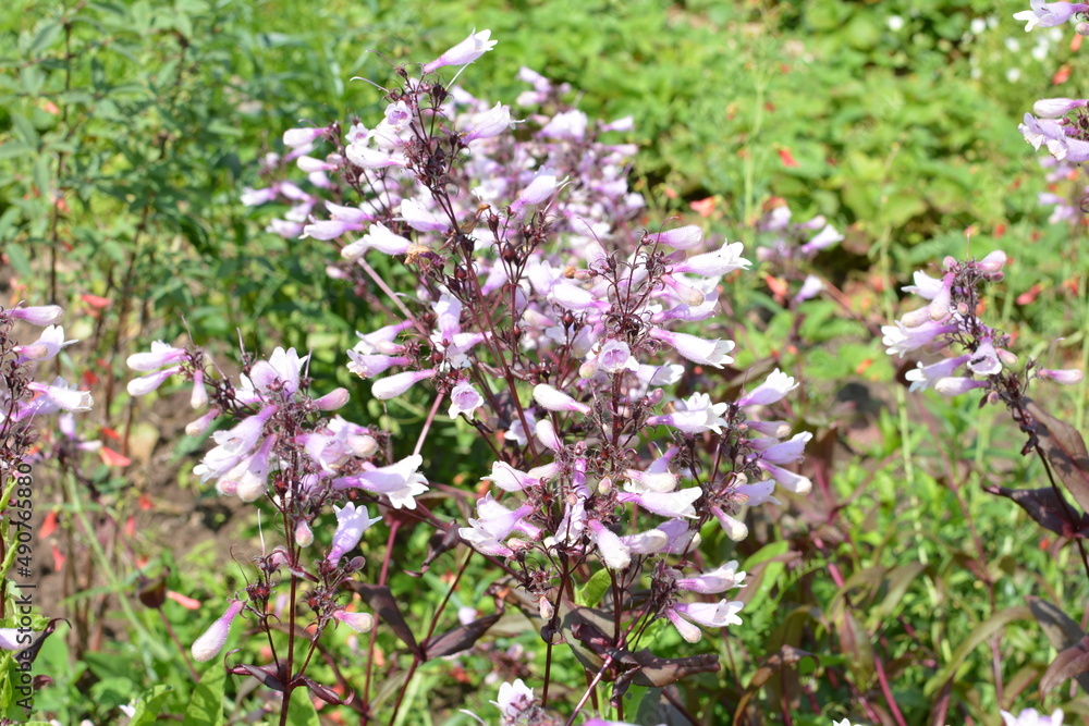 A closeup shot of blooming Beardtongues in a garden A closeup shot of blooming Beardtongues in a garden