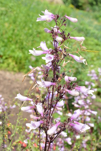 A closeup shot of blooming Beardtongues in a garden photo