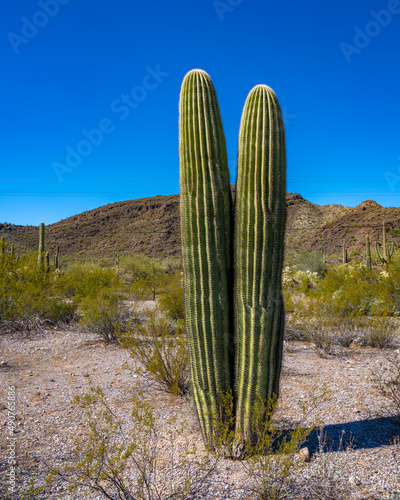 Organ Pipe Cactus National Monument, Arizona, America, USA. 