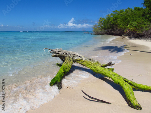 Dead tree covered by algae lying down on a Caribbean beach