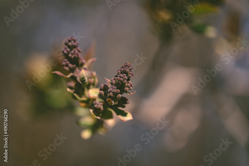The first leaves and swollen lilac buds in the spring. Lilac buds open in early spring