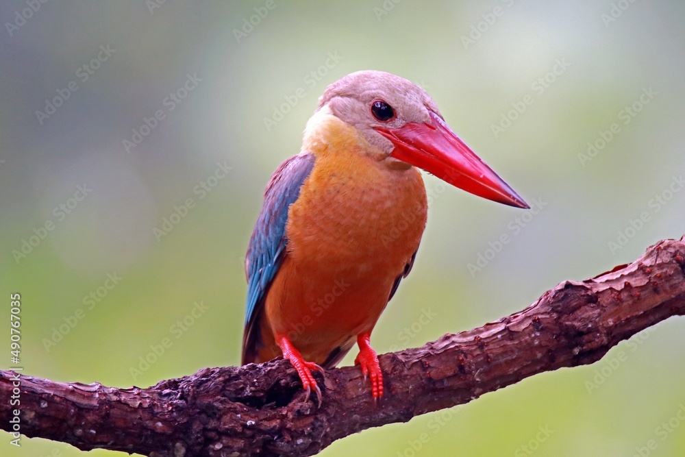 Obraz premium beautiful kingfisher on the branch