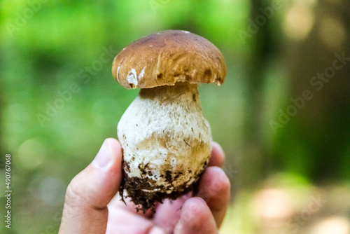 Person holding a fresh cep or porcini mushroom