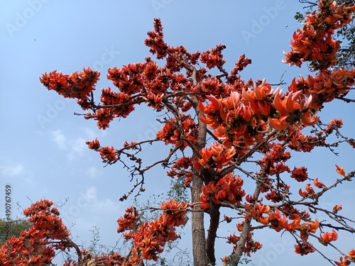 Palash flowers plant