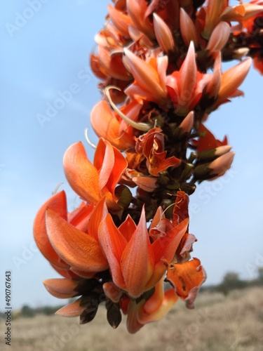 Palash flowers photo