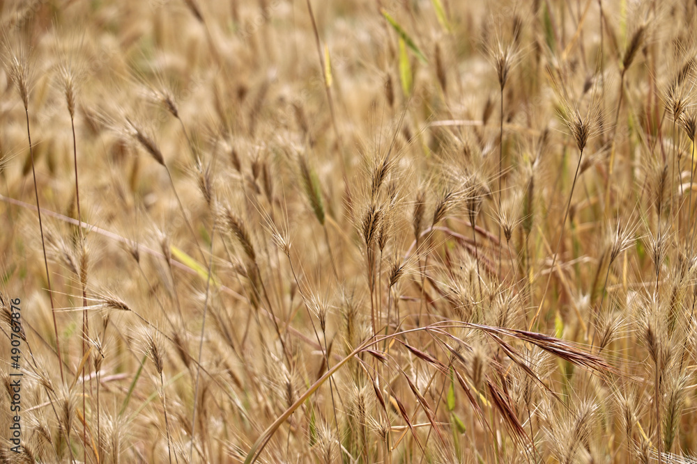 Fototapeta premium Background image of a golden field of wheat or alfalfa