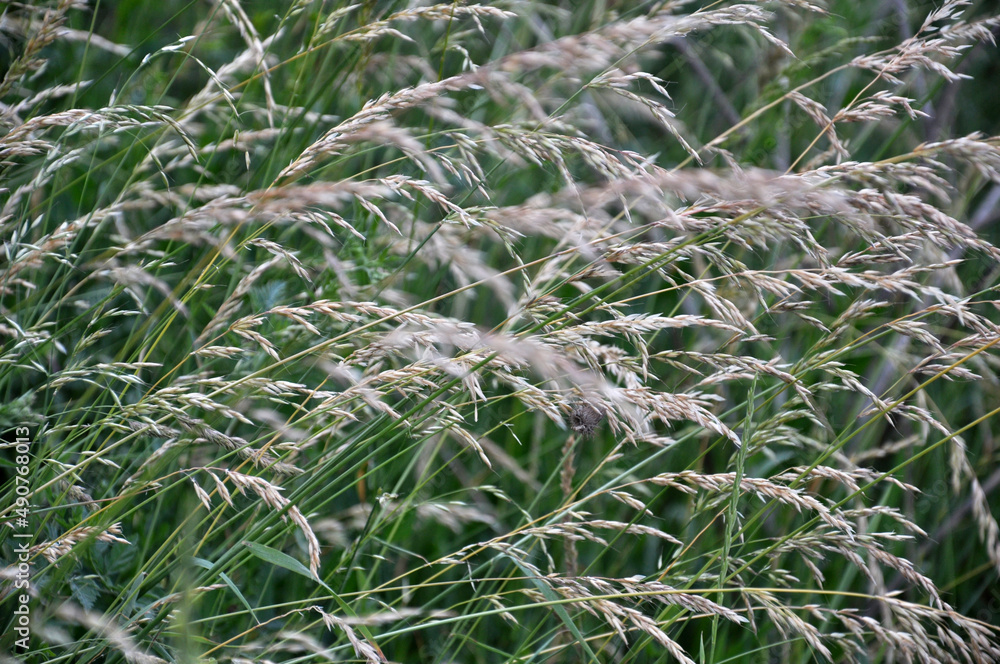 In the meadow among grasses grows ryegrass (Arrhenatherum elatius). In the meadow among grasses grows ryegrass (Arrhenatherum elatius).