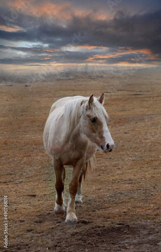 caballo blanco salvaje en la naturaleza con cielo de nubes