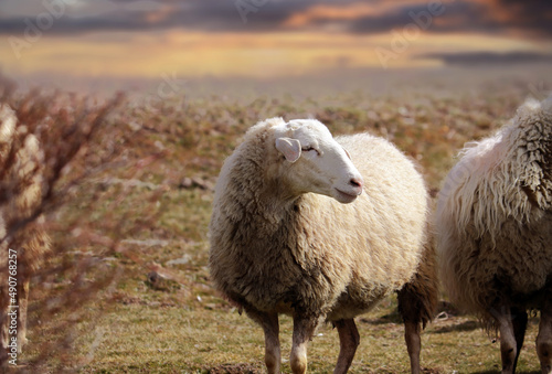 oveja de raza churra castellana en el campo photo
