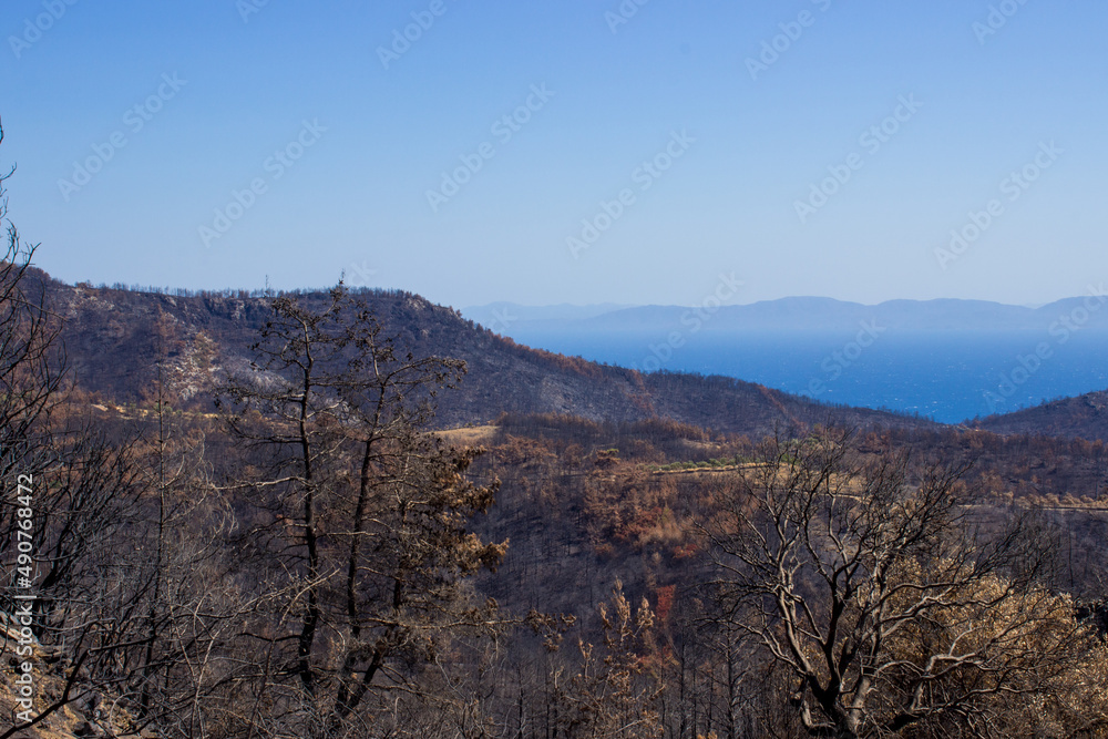 Forest fire natural disaster in Turkey. Burnt trees dying after massive wildfire.