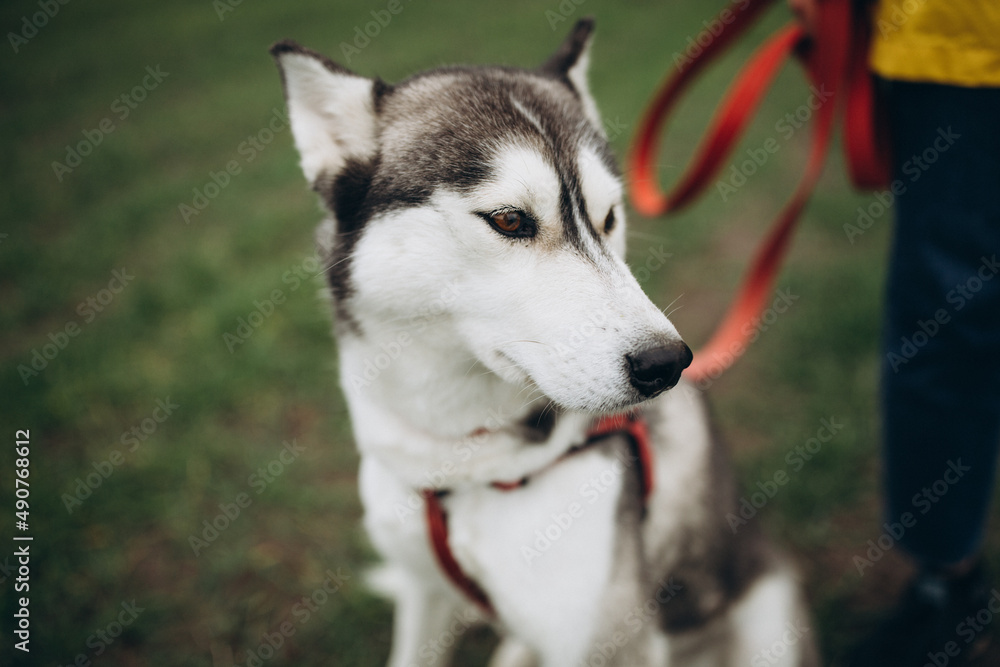 A beautiful husky dog. Huskies on a walk. Save the dogs from the war