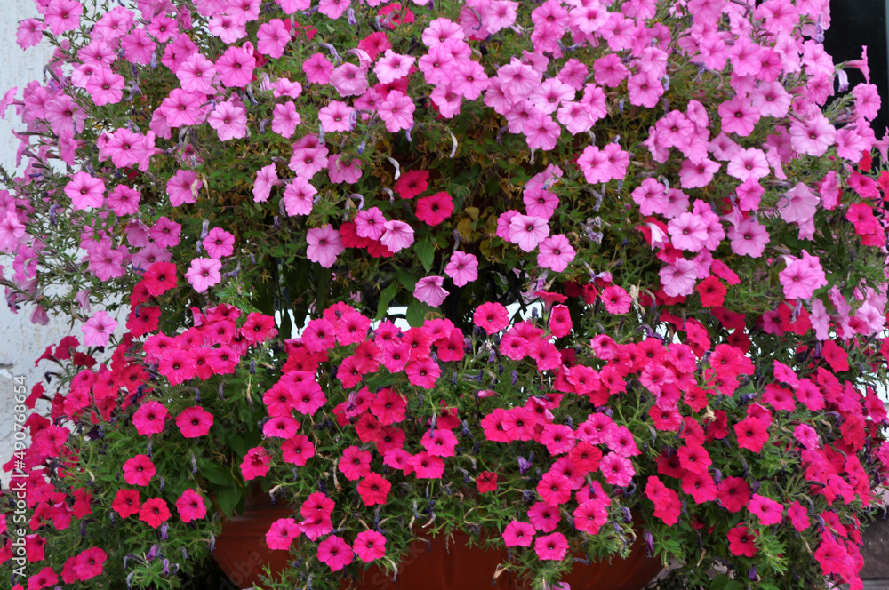 Surfinia blooms in the flower garden Surfinia blooms in the flower garden