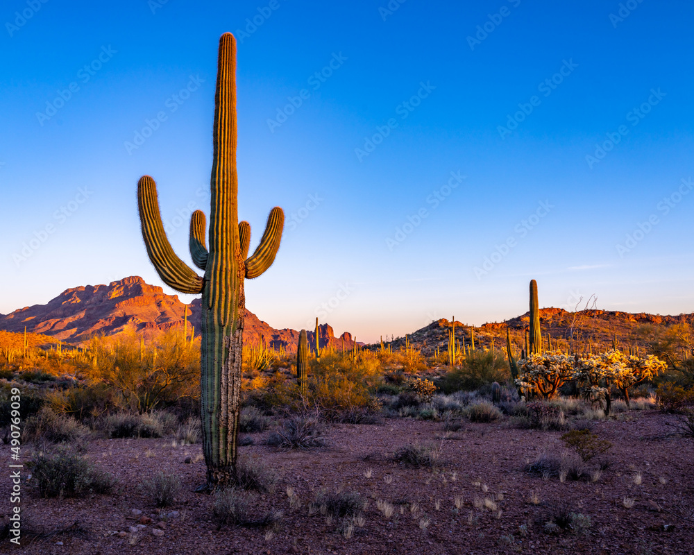 Organ Pipe Cactus National Monument, Arizona, America, USA.
Organ Pipe Cactus National Monument, Arizona, America, USA.