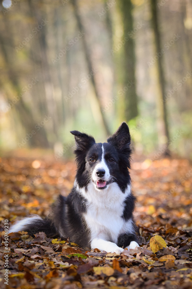 Border collie is lying on the road in forest. Autumn photoshooting in park.