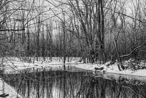 A river passing through a wooded area after the first snow covering the ground  in black and white