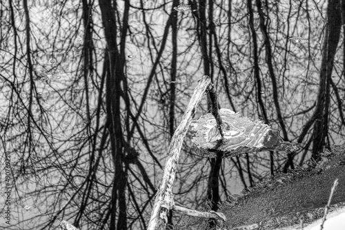Close-up of a fallen branch over the water reflecting the trees, the blue sky and a leaf touching the river creating a frozen circle  in black and white