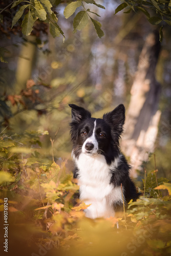Fototapeta Naklejka Na Ścianę i Meble -  border collie is sitting in the forest. It is autumn portret.