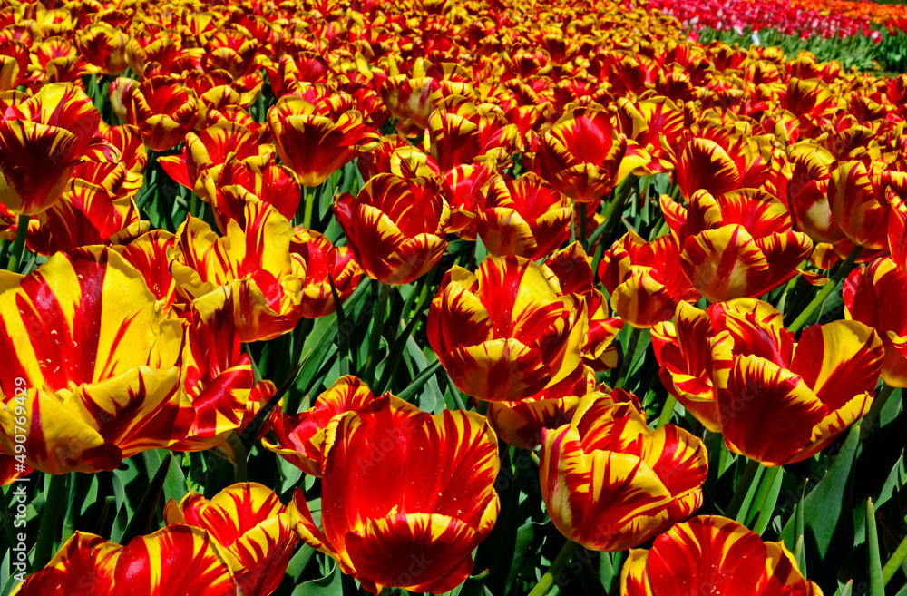 Fototapeta premium kwitnące tulipany, czerwono-żółte tulipany, tulipa, odmiana holland Queen