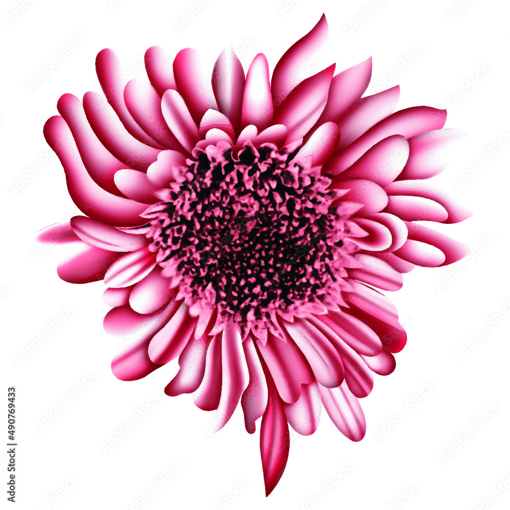 Fototapeta premium pink dahlia isolated on white
