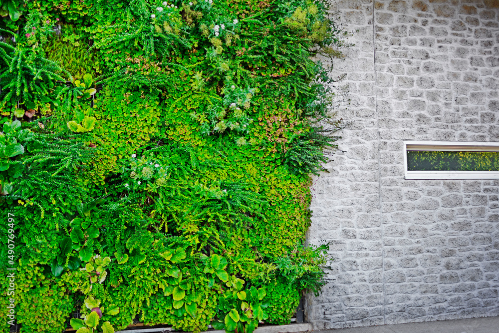 Naklejka premium Zielona ściana z roślinami, wertykalny ogród , Green wall with different plants, vertical garden 