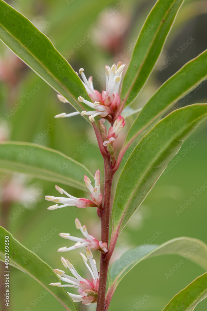 Macro shot of Himalayan sweet box (sarcocca hookeriana) flowers in bloom Macro shot of Himalayan sweet box (sarcocca hookeriana) flowers in bloom
