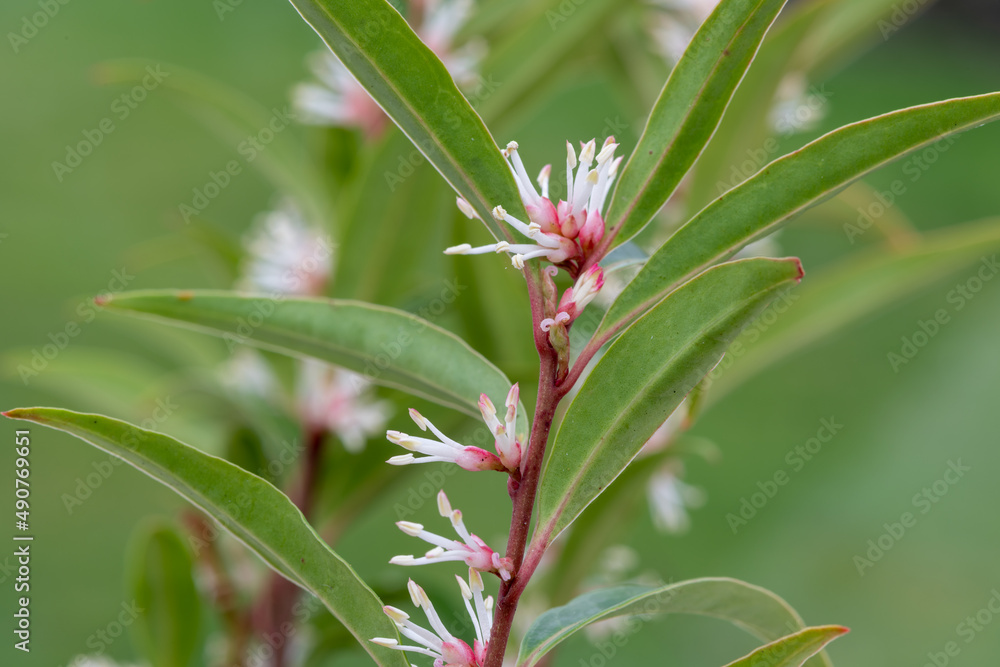 Macro shot of Himalayan sweet box (sarcocca hookeriana) flowers in bloom Macro shot of Himalayan sweet box (sarcocca hookeriana) flowers in bloom