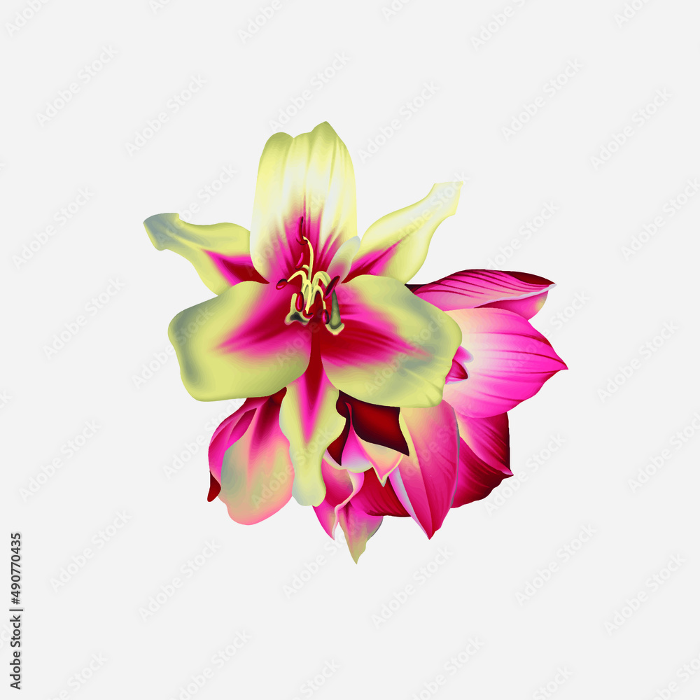 lotus flower isolated on white lotus flower isolated on white