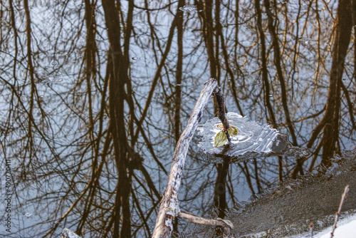 Close-up of a fallen branch over the water reflecting the trees, the blue sky and a leaf touching the river creating a frozen circle - HDR photos