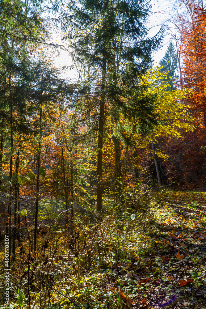 Colorful foliage in an autumn forest
