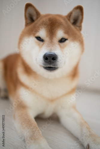 fluffy red dog Shiba Inu sits in a bright room, during the day. Games, dog training, problems of raising purebred dogs. Shiba portrait